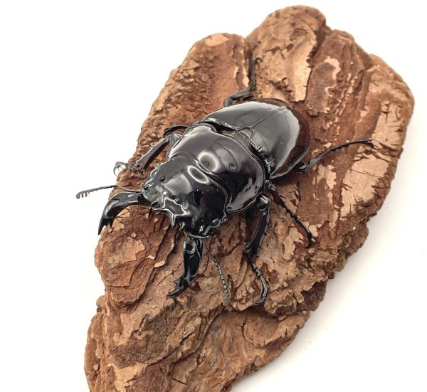 画像2: レギウスオオツヤクワガタ　♂６２ｍｍ／♀４７ｍｍ成虫ペア　 (2)