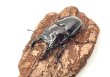 画像2: レギウスオオツヤクワガタ　♂６１ｍｍ／♀４４ｍｍ成虫ペア　 (2)