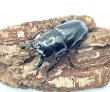 画像1: レギウスオオツヤクワガタ　♂５５ｍｍA'品／♀４４ｍｍ成虫ペア　 (1)