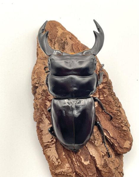 画像2: インドアンタエウス　♂８１ｍｍ／♀４７ｍｍ　成虫ペア　 (2)