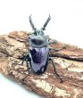 画像2: ニジイロクワガタ（紫紺血統）♂５１ｍｍ／♀３７ｍｍ成虫ペア (2)