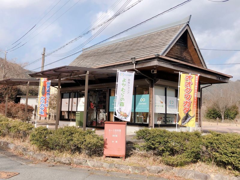 昆虫ショップよかむらの森開業のお知らせ