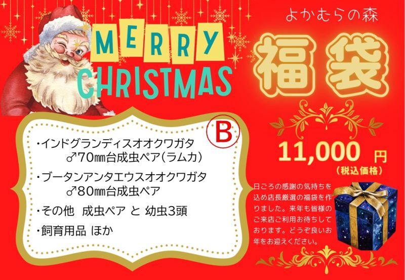 福袋 追加販売です！！ - 世界のクワガタムシ・カブトムシ・飼育用品