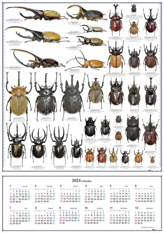 ２０２４年 むし社カレンダーの配布について - 世界の