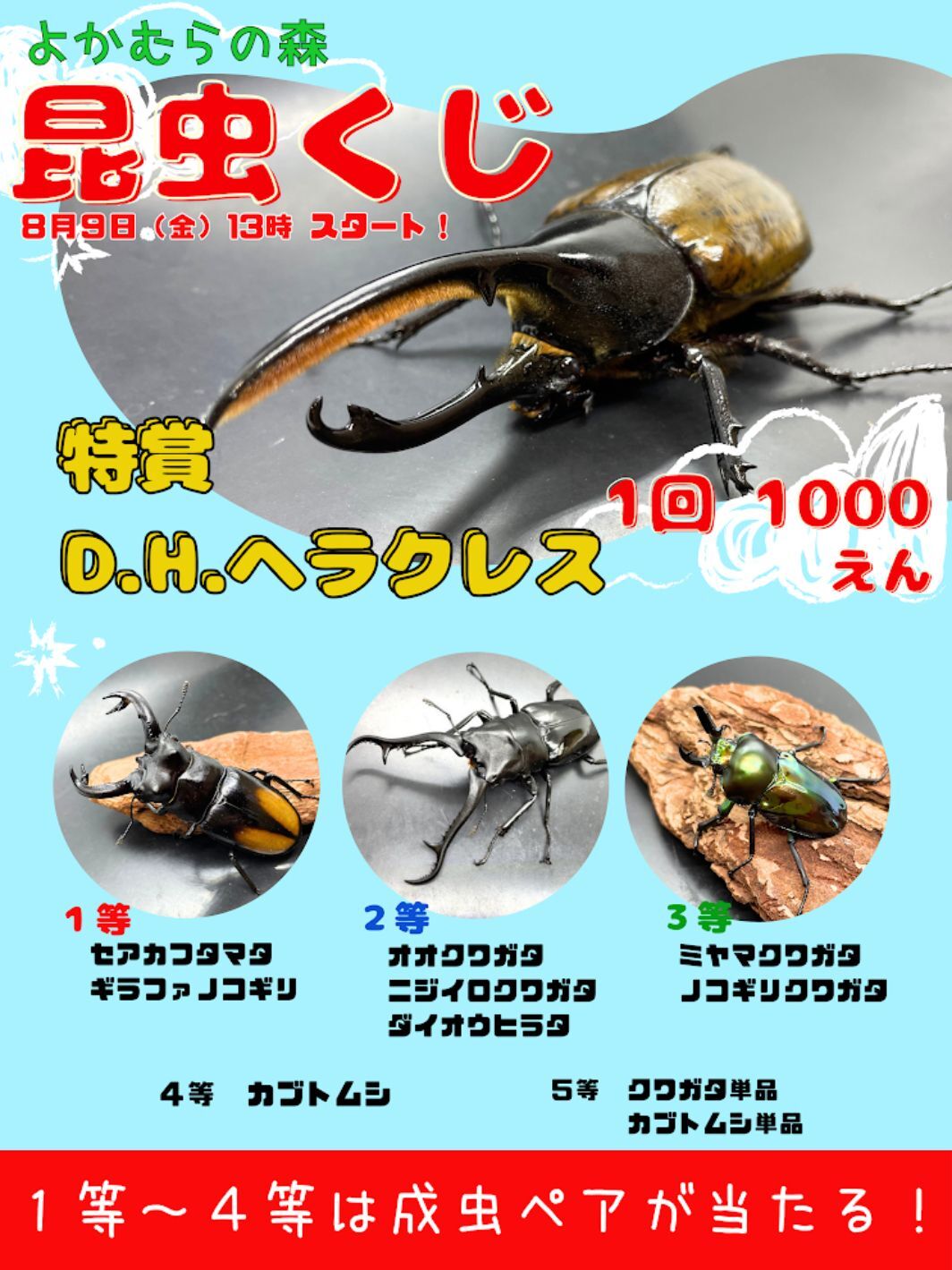 □よかむらの森□兵庫県産特大ミヤマクワガタ - 虫類