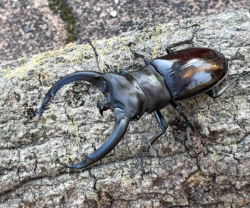 リノケロスフタマタクワガタ ♂８６ｍｍ成虫ペア - 昆虫ショップよ 