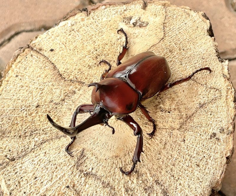 □レッドアイ・レッドボディ□カブトムシ 成虫ペア - 昆虫ショップよかむらの森