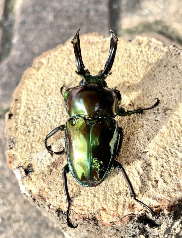 ニジイロクワガタ（ピカール血統）♂５３ｍｍ成虫ペア - 昆虫ショップよかむらの森