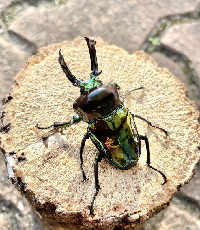 ニジイロクワガタ（ピカール血統）♂５３ｍｍ成虫ペア - 昆虫ショップよかむらの森