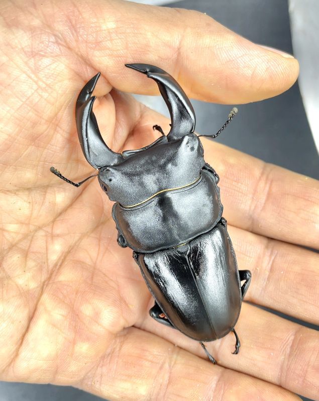 ホペイオオクワガタ ♂７８ｍｍ成虫ペア（大型個体） - 昆虫ショップよかむらの森