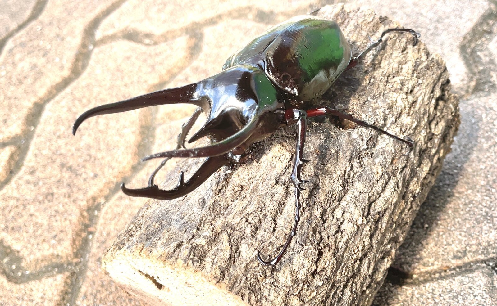 コーカサスオオカブト ♂１０２ｍｍ成虫ペア - 昆虫ショップよかむらの森