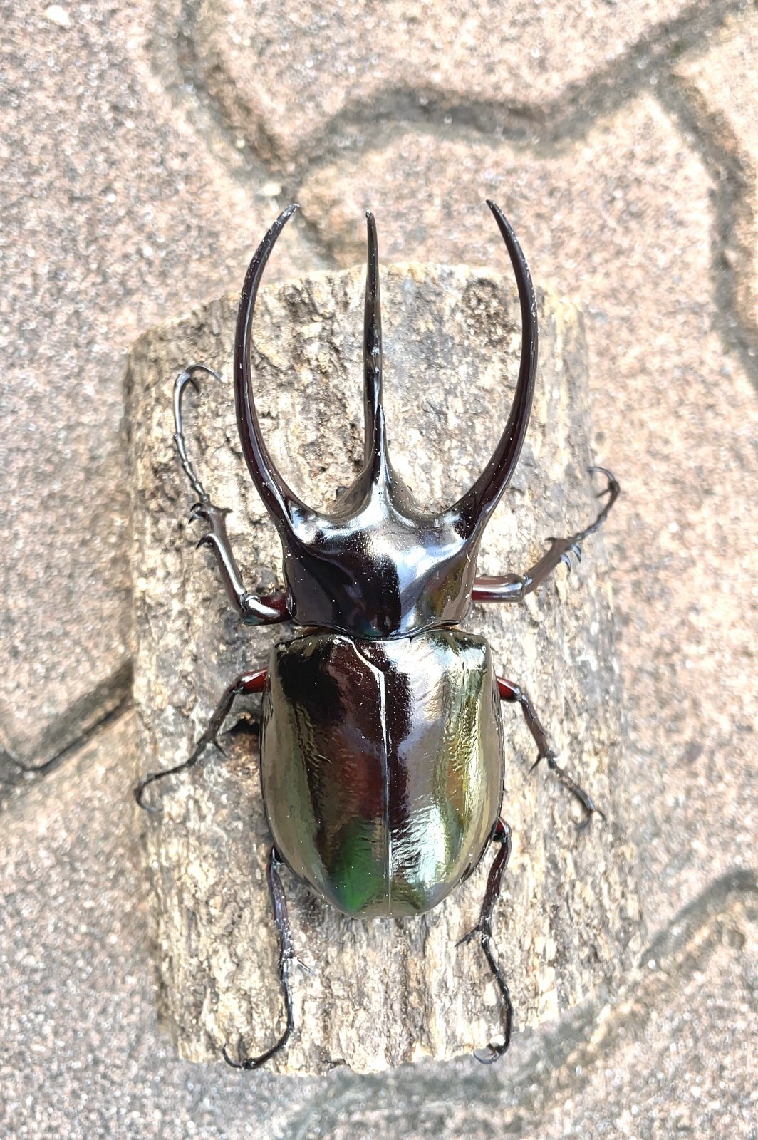 コーカサスオオカブト ♂１０２ｍｍ成虫ペア - 昆虫ショップよかむらの森