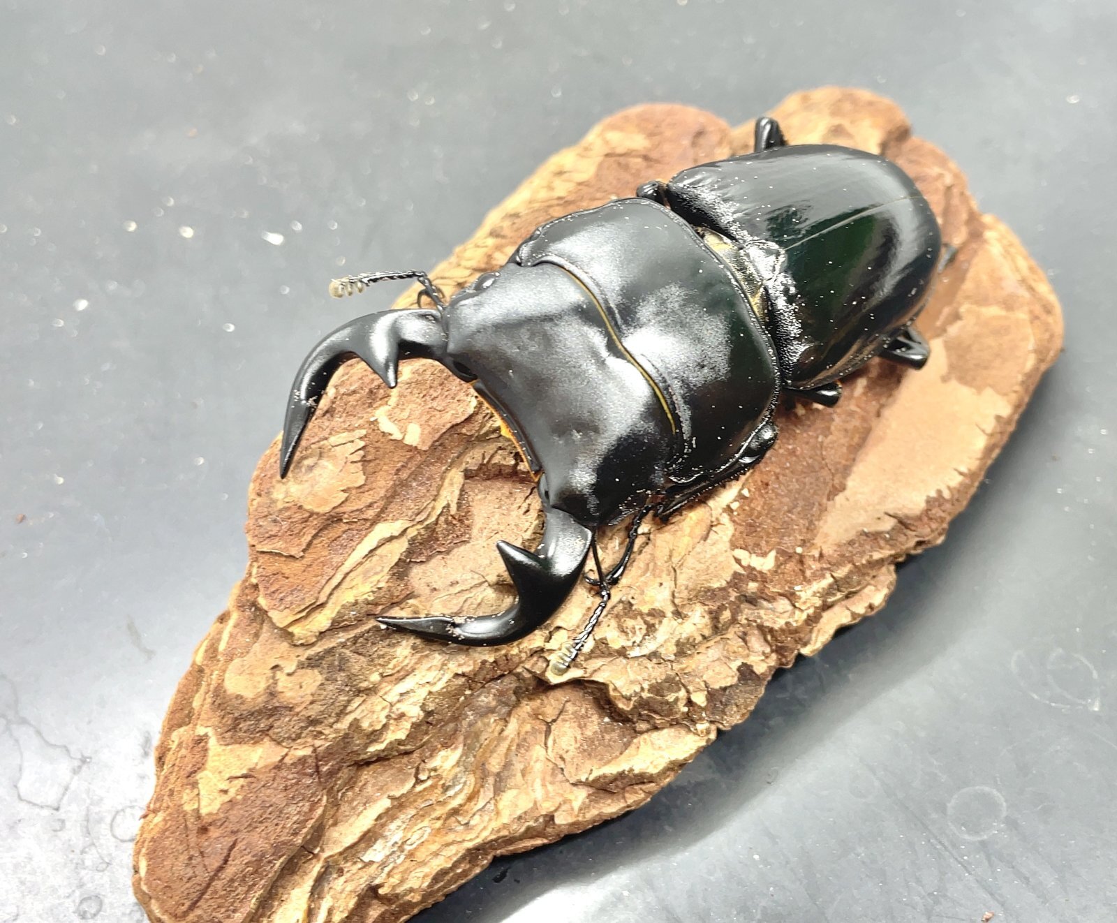 ムシキング　グランディスオオクワガタ A1fJ5qYhSgL._AC_UF350,