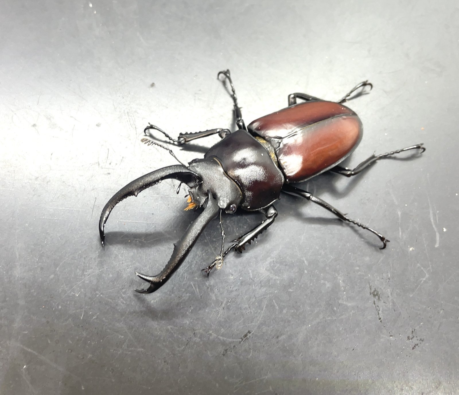 マイシカクワガタ ♂63mm／♀34mm成虫ペア - 昆虫