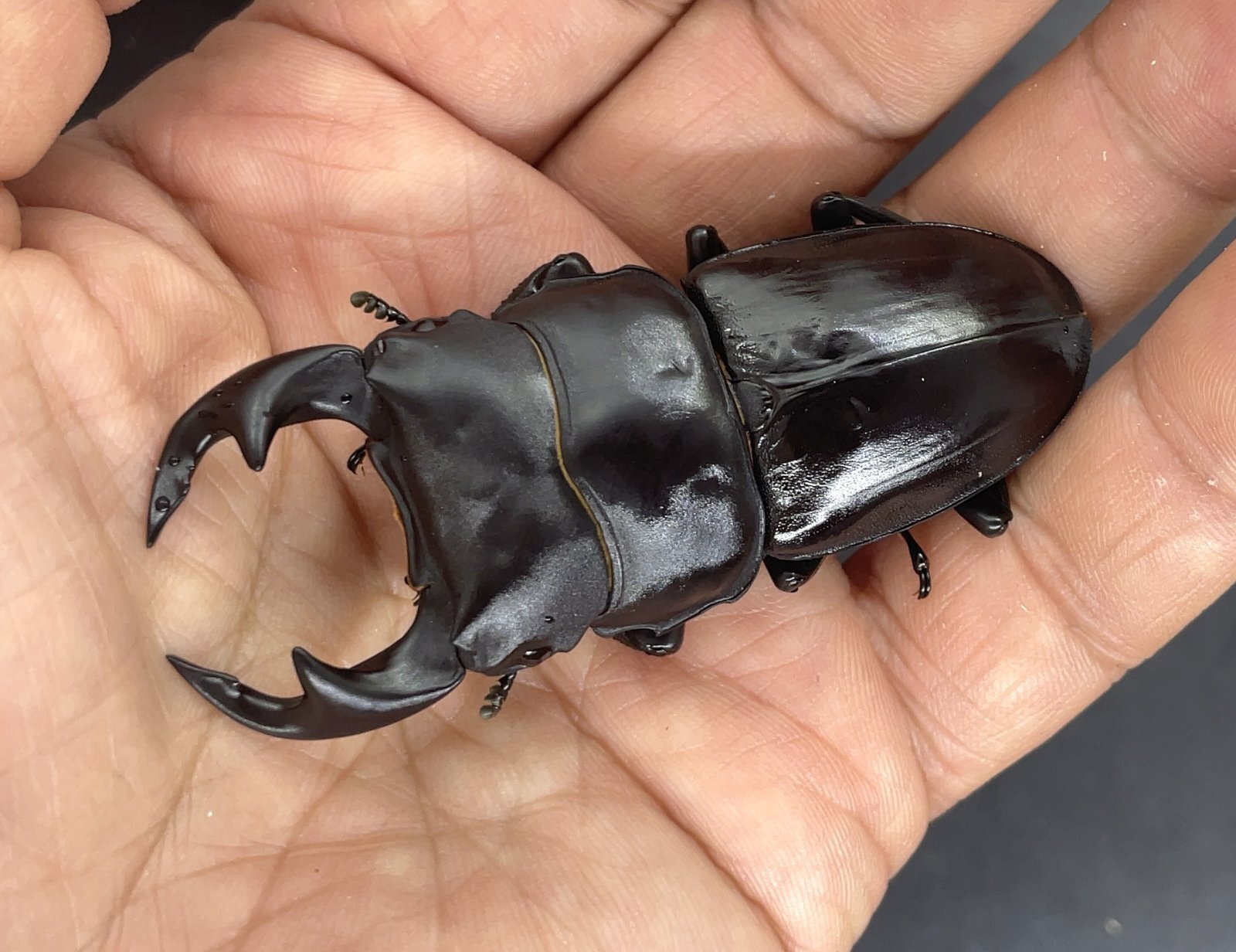 台湾オオクワガタ ♂71mm／♀45mm - 昆虫ショップよかむらの森