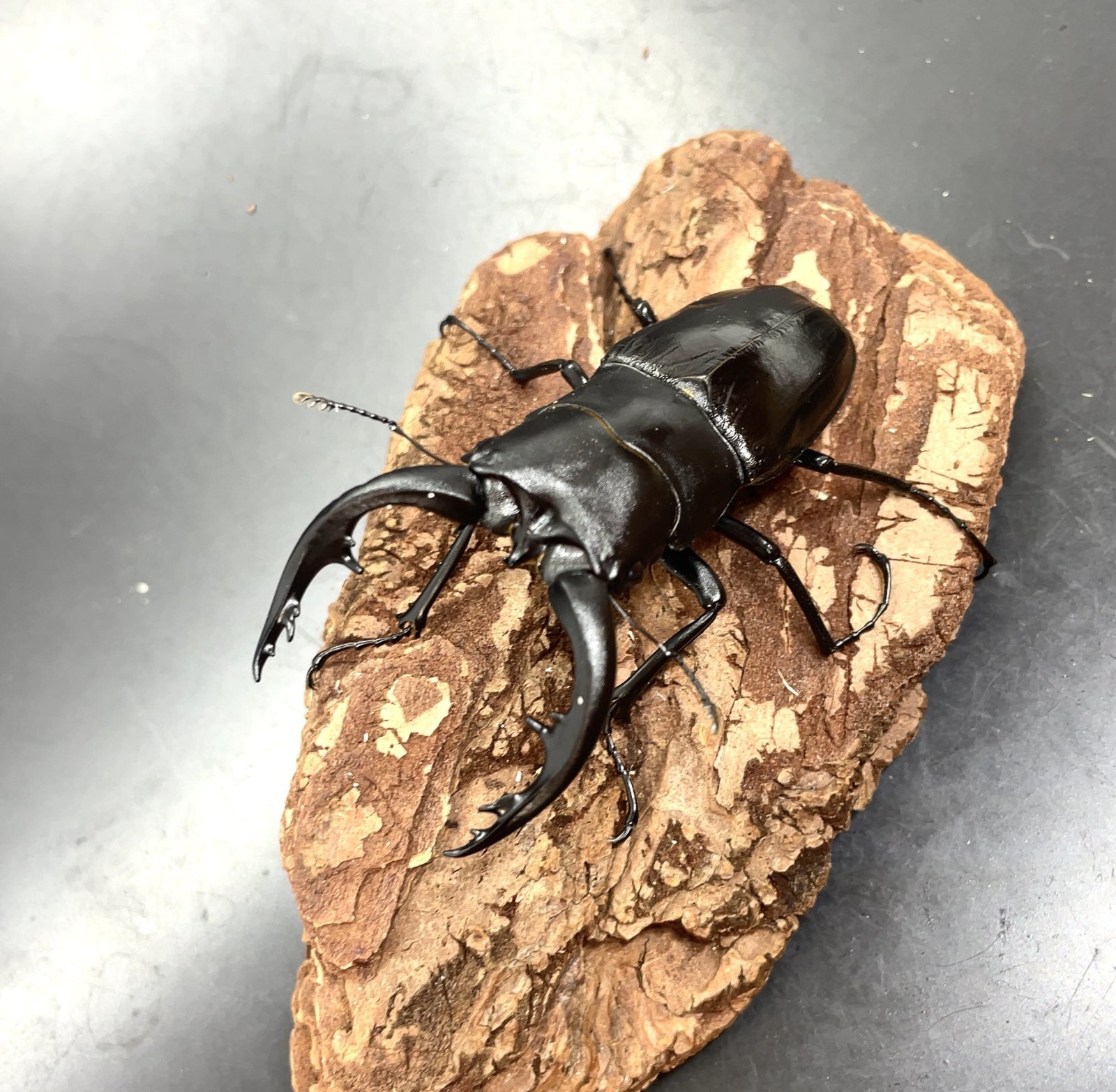 【極太・大型】伊豆大島産　ノコギリクワガタ　成虫ペア　♂68ｍｍ　♀フリー 伊豆大島産ノコギリが(もう)羽化（落胆TT;) - クワガタ狂カシオペアの