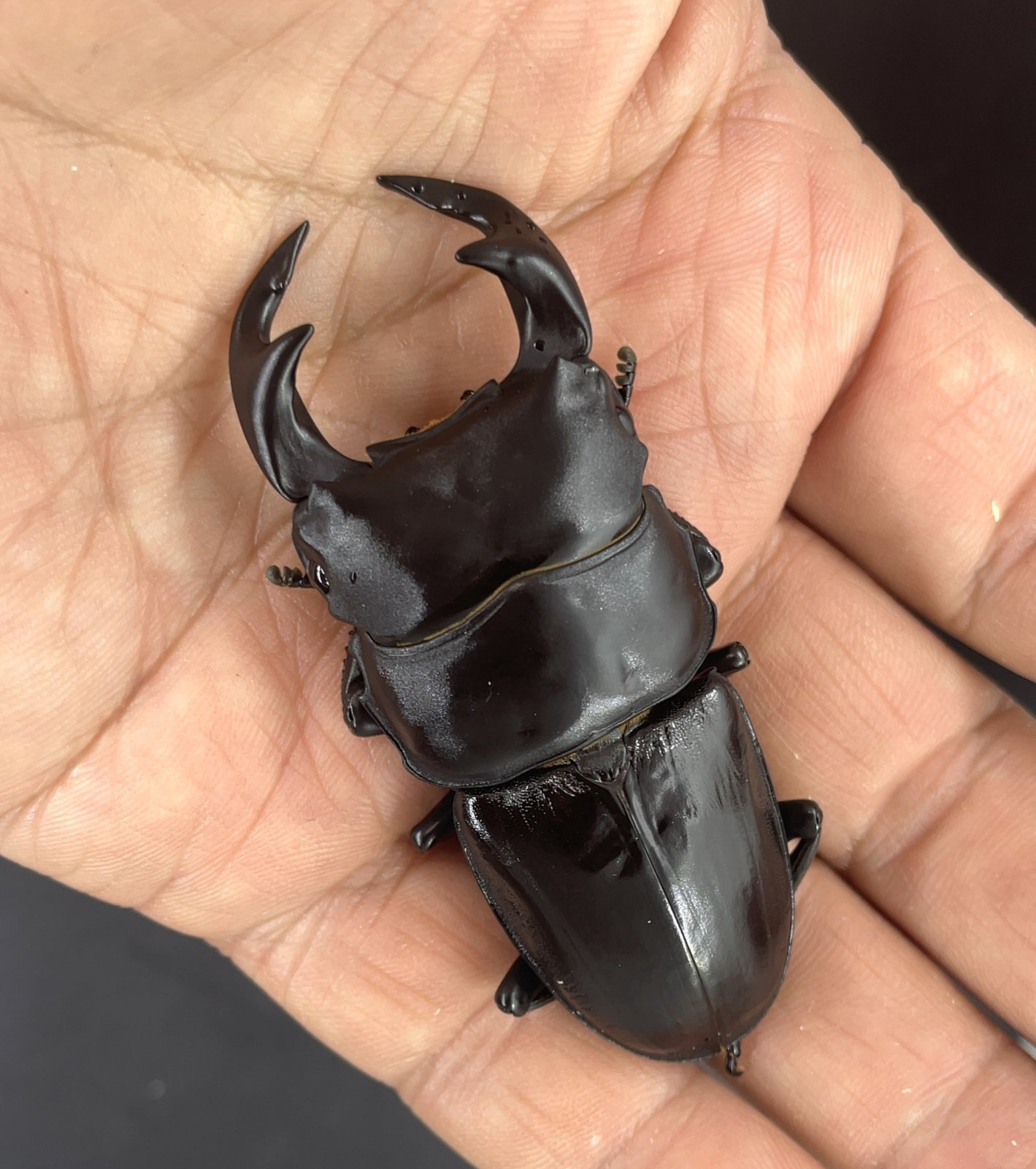 台湾オオクワガタ ♂71mm／♀45mm - 昆虫ショップよかむらの森