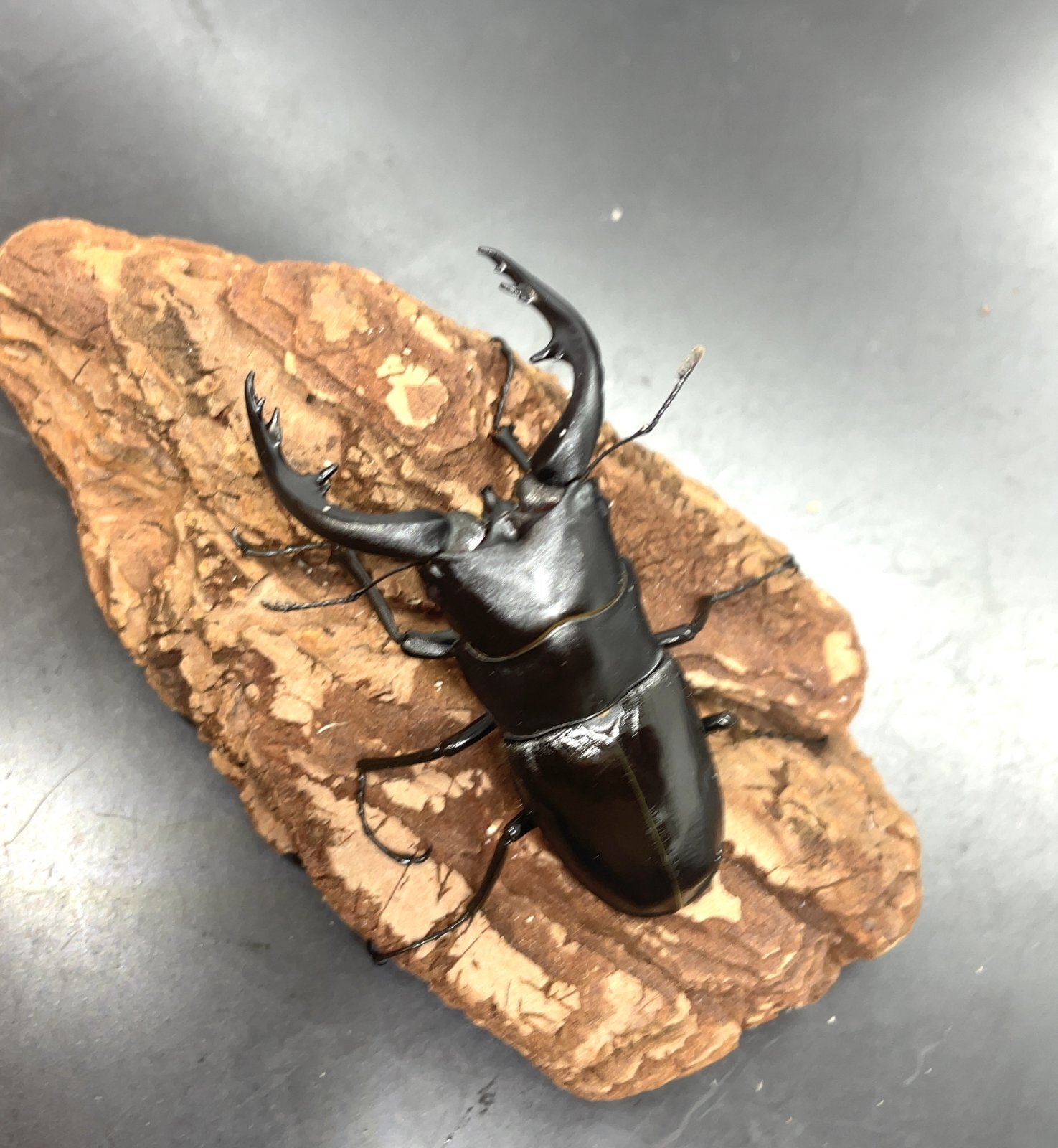 アマミノコギリクワガタ ♂70mm／♀40mm 成虫ペア