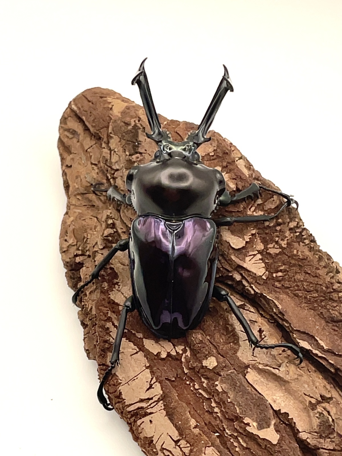 ◆OAKS　ニジイロクワガタ　紫紺　ペア◆ ◇OAKS ニジイロクワガタ ブルー系 ペア◇